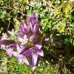 Gentianella ramosa 花