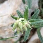 Onosma arenaria Plod