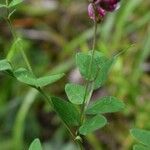 Lathyrus niger Hoja