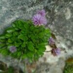 Globularia incanescens Cvet