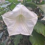 Brugmansia × candidaКвітка