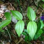 Lathyrus vernus Fuelha