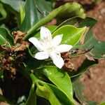 Coffea canephora Flower