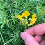 Lathyrus pratensis Flower