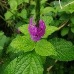 Stachytarpheta mutabilis पत्ता