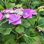 Hydrangea macrophyllaപുഷ്പം