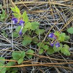 Scutellaria tuberosa Агульны выгляд