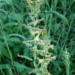 Setaria barbata Flor