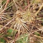 Aegilops neglecta Fruit