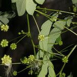 Zapoteca formosa Habit