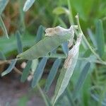 Vicia monantha Fruit