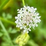 Oenanthe aquatica Fiore