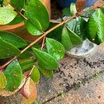 Syzygium paniculatum Листок