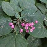 Clerodendron trichotomum その他の提案