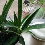 Dracaena stuckyi Blatt