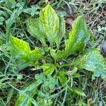 Plantago rugelii Folha