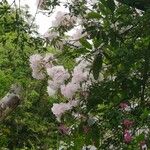 Rhododendron decorum Flor