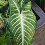 Caladium lindenii Yaprak