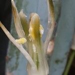 Albuca nelsonii 其他