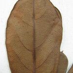 Terminalia grandis 其他