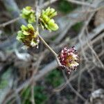 Ulmus minor Schors