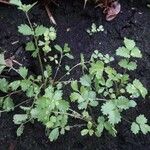 Pimpinella anisum Feuille