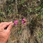 Dianthus carthusianorumBlüte