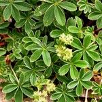 Alchemilla alpigena Habit