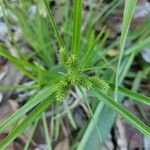 Cyperus aggregatus List