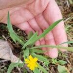 Krigia virginica Leaf