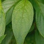 Manettia luteorubra Hoja