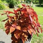 Plectranthus scutellarioides Yeri