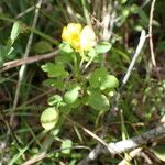 Oxalis frutescens Лист