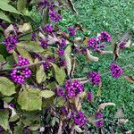 Callicarpa americana 形態