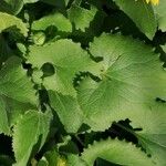 Doronicum caucasicum ഇല