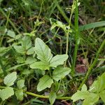 Cardamine amara Folla