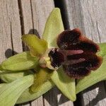 Ophrys passionis Květ