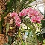 Vanda coerulescens Cvet