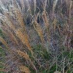 Miscanthus sinensis Fruit