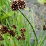 Juncus ensifolius Цвят