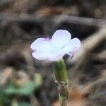 Dianthus pungens Blomma