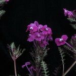 Pedicularis gracilis Yeri