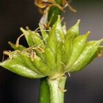 Caltha leptosepala Flower