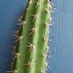 Corryocactus aureus Otro