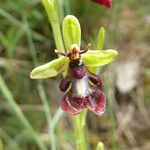 Ophrys insectifera 花