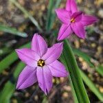 Ipheion uniflorum Flor