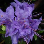 Rhododendron augustinii Flor
