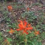 Castilleja miniata Flower