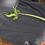 Arisaema tortuosum Агульны выгляд