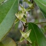 Eugenia uniflora Mosusu
